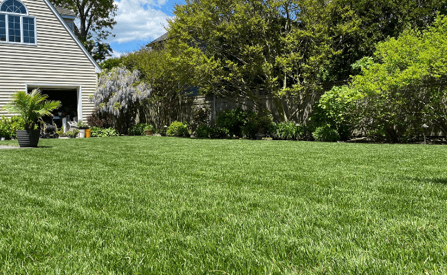 lawn_with_jonathan_green_grass_seed