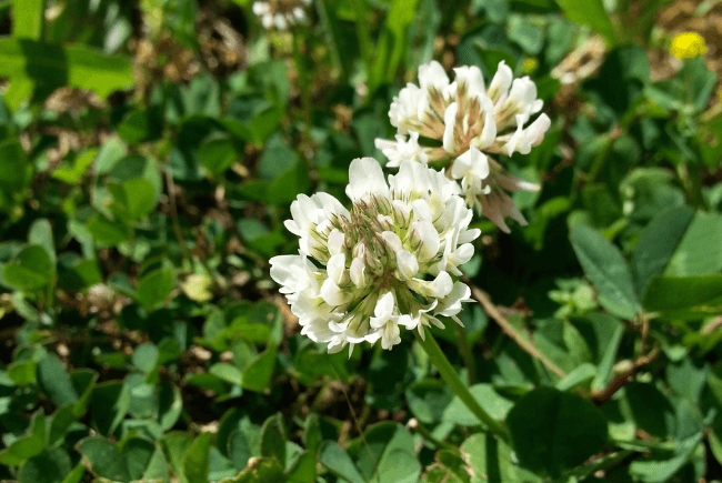 closeup_picture_of_clover