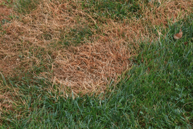 example of grass with a grub infestation
