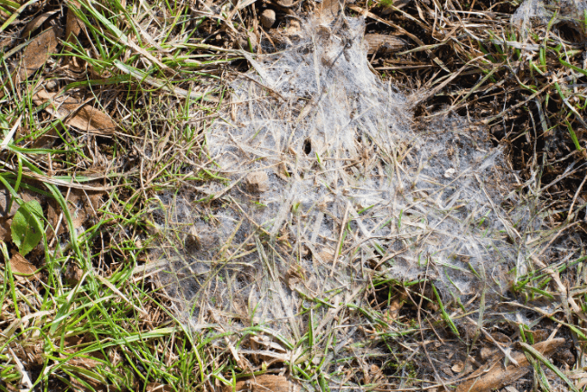grass_with_gray_snow_mold