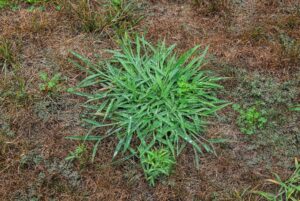 green crabgrass with clover in dead grass