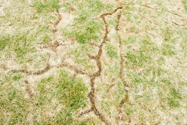 lawn_with_vole_damage